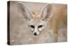 Fennec Fox Close-Up of Head, Facing Camera-null-Stretched Canvas