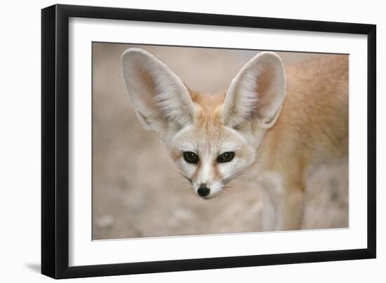 Fennec Fox Close-Up of Head, Facing Camera-null-Framed Photographic Print