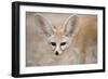 Fennec Fox Close-Up of Head, Facing Camera-null-Framed Photographic Print