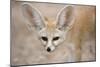 Fennec Fox Close-Up of Head, Facing Camera-null-Mounted Photographic Print