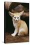 Fennec Fox Sitting-null-Stretched Canvas