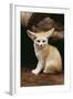 Fennec Fox Sitting-null-Framed Photographic Print