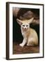 Fennec Fox Sitting-null-Framed Photographic Print