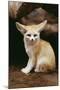 Fennec Fox Sitting-null-Mounted Photographic Print