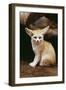 Fennec Fox Sitting-null-Framed Photographic Print