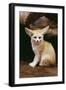 Fennec Fox Sitting-null-Framed Photographic Print