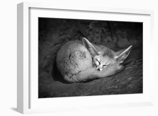 Fennec Fox-SD Smart-Framed Photographic Print