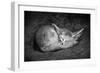 Fennec Fox-SD Smart-Framed Photographic Print