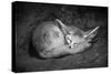 Fennec Fox-SD Smart-Stretched Canvas