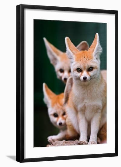 Fennec Foxes-Lantern Press-Framed Art Print