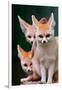 Fennec Foxes-Lantern Press-Framed Art Print