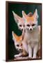 Fennec Foxes-Lantern Press-Framed Art Print