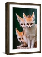 Fennec Foxes-Lantern Press-Framed Art Print