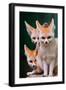 Fennec Foxes-Lantern Press-Framed Art Print