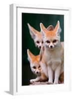 Fennec Foxes-Lantern Press-Framed Art Print