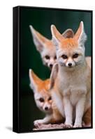 Fennec Foxes-Lantern Press-Framed Stretched Canvas