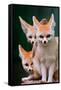 Fennec Foxes-Lantern Press-Framed Stretched Canvas