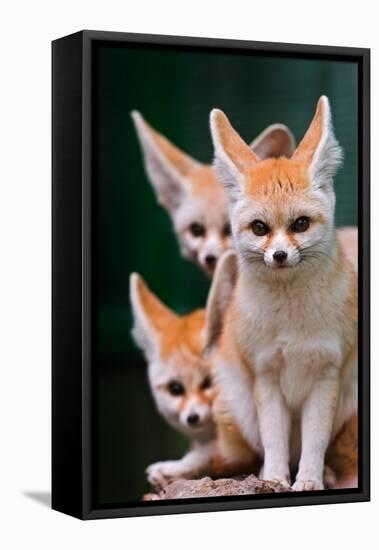 Fennec Foxes-Lantern Press-Framed Stretched Canvas