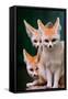 Fennec Foxes-Lantern Press-Framed Stretched Canvas