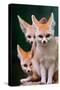 Fennec Foxes-Lantern Press-Stretched Canvas