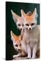 Fennec Foxes-Lantern Press-Stretched Canvas