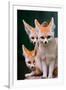 Fennec Foxes-Lantern Press-Framed Art Print