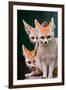 Fennec Foxes-Lantern Press-Framed Art Print
