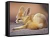 Fennec, North Africa-Adam Jones-Framed Stretched Canvas