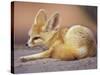 Fennec, North Africa-Adam Jones-Stretched Canvas