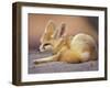 Fennec, North Africa-Adam Jones-Framed Photographic Print