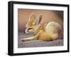 Fennec, North Africa-Adam Jones-Framed Photographic Print