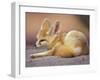 Fennec, North Africa-Adam Jones-Framed Photographic Print