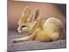 Fennec, North Africa-Adam Jones-Mounted Photographic Print