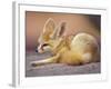 Fennec, North Africa-Adam Jones-Framed Photographic Print