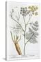 Fennel, 1782-Elizabeth Blackwell-Stretched Canvas