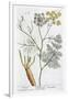 Fennel, 1782-Elizabeth Blackwell-Framed Giclee Print