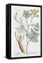 Fennel, 1782-Elizabeth Blackwell-Framed Stretched Canvas