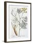 Fennel, 1782-Elizabeth Blackwell-Framed Giclee Print