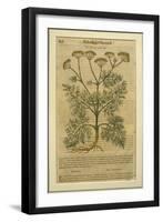 Fennel, a Botanical Plate from the 'Discorsi' by Pietro Andrea Mattioli-Italian School-Framed Giclee Print