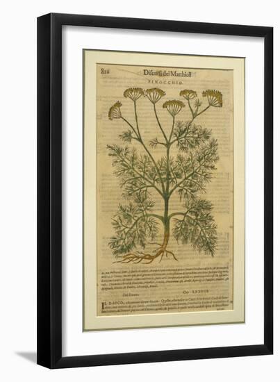 Fennel, a Botanical Plate from the 'Discorsi' by Pietro Andrea Mattioli-Italian School-Framed Giclee Print