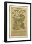 Fennel, a Botanical Plate from the 'Discorsi' by Pietro Andrea Mattioli-Italian School-Framed Giclee Print