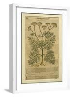 Fennel, a Botanical Plate from the 'Discorsi' by Pietro Andrea Mattioli-Italian School-Framed Giclee Print