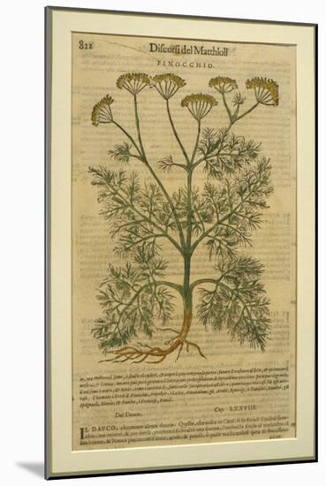 Fennel, a Botanical Plate from the 'Discorsi' by Pietro Andrea Mattioli-Italian School-Mounted Giclee Print