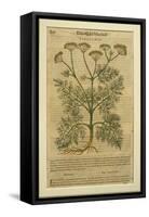 Fennel, a Botanical Plate from the 'Discorsi' by Pietro Andrea Mattioli-Italian School-Framed Stretched Canvas