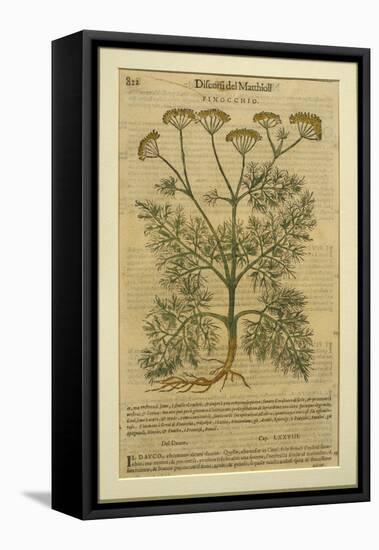 Fennel, a Botanical Plate from the 'Discorsi' by Pietro Andrea Mattioli-Italian School-Framed Stretched Canvas