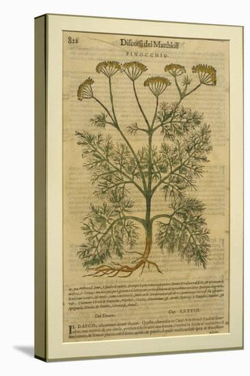 Fennel, a Botanical Plate from the 'Discorsi' by Pietro Andrea Mattioli-Italian School-Stretched Canvas