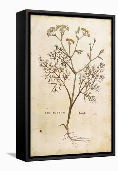 Fennel (Foeniculum Vulgare), Coloured-null-Framed Stretched Canvas