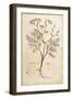 Fennel (Foeniculum Vulgare), Coloured-null-Framed Giclee Print