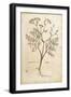 Fennel (Foeniculum Vulgare), Coloured-null-Framed Giclee Print