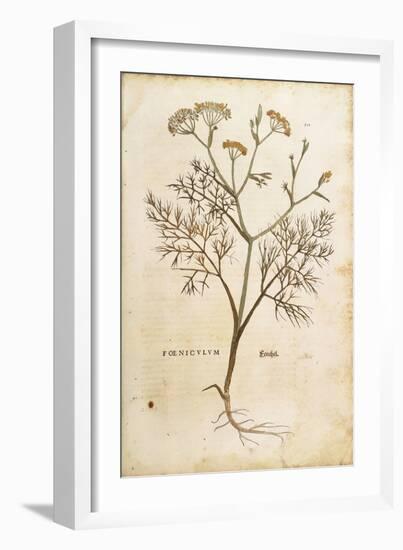 Fennel (Foeniculum Vulgare), Coloured-null-Framed Giclee Print